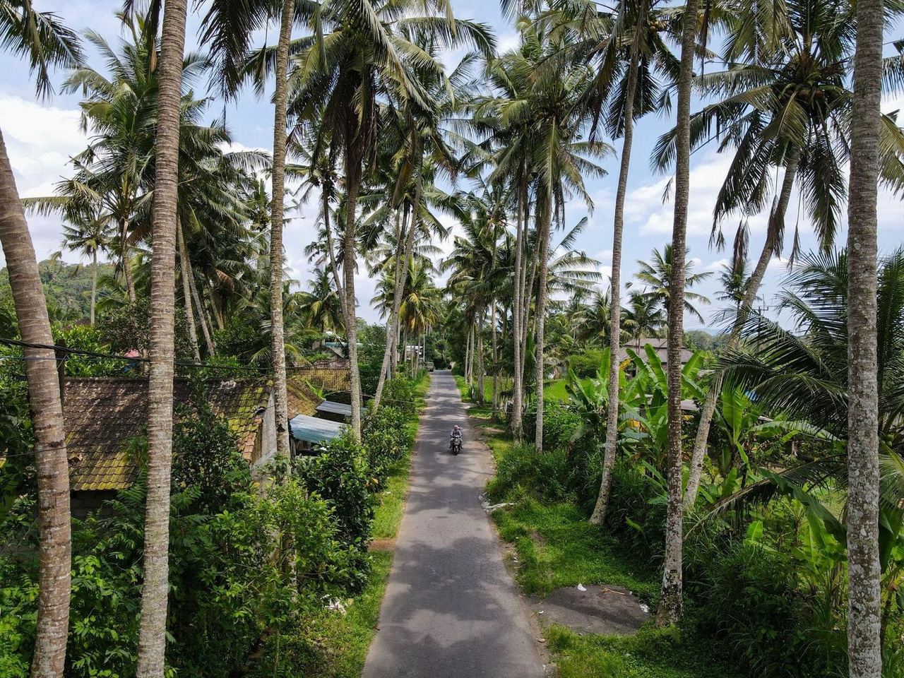 Ananta Canggu among the palms